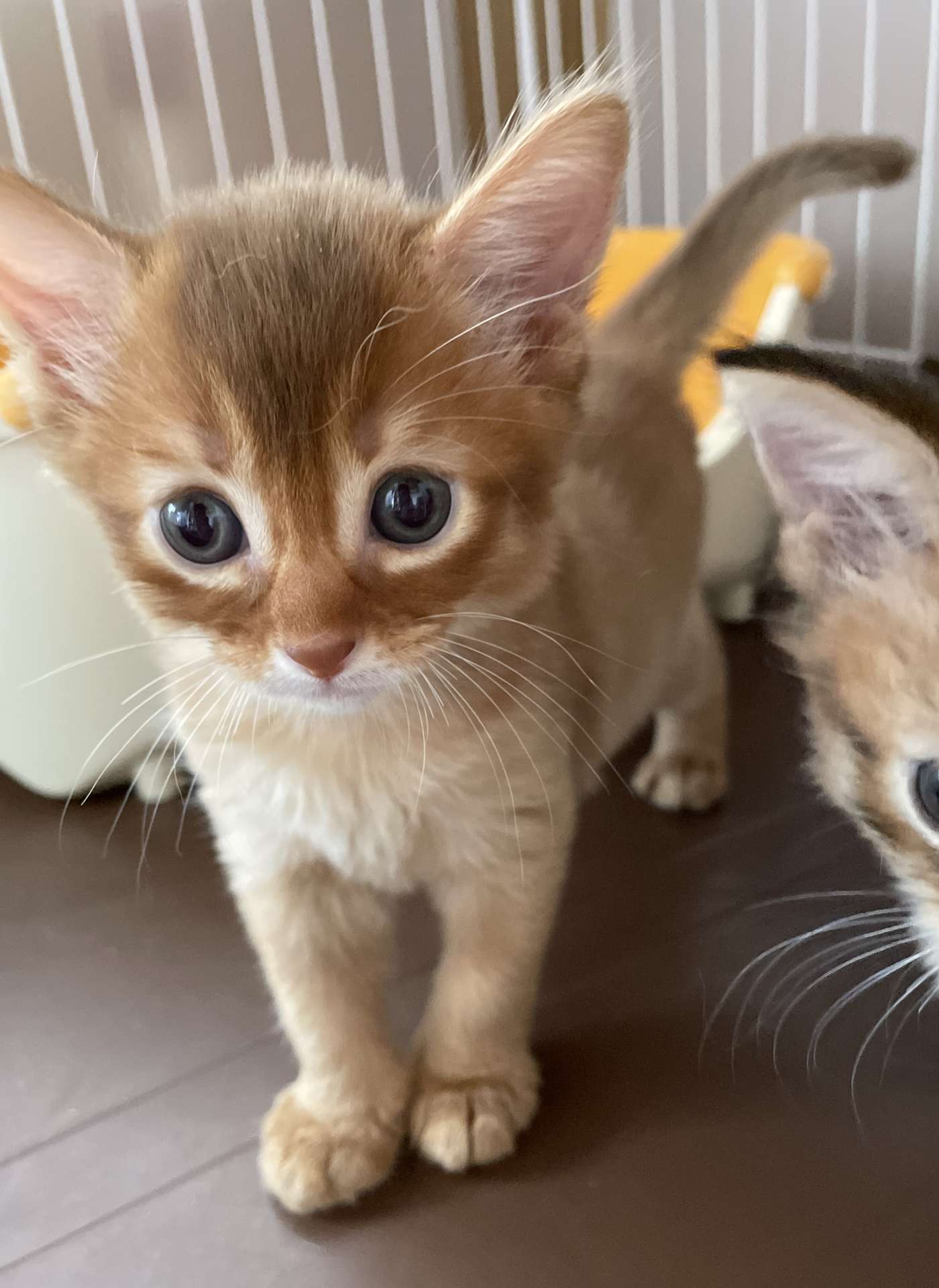 瀬戸ジャイアンツ♂🥇ご成約🥇ルーク