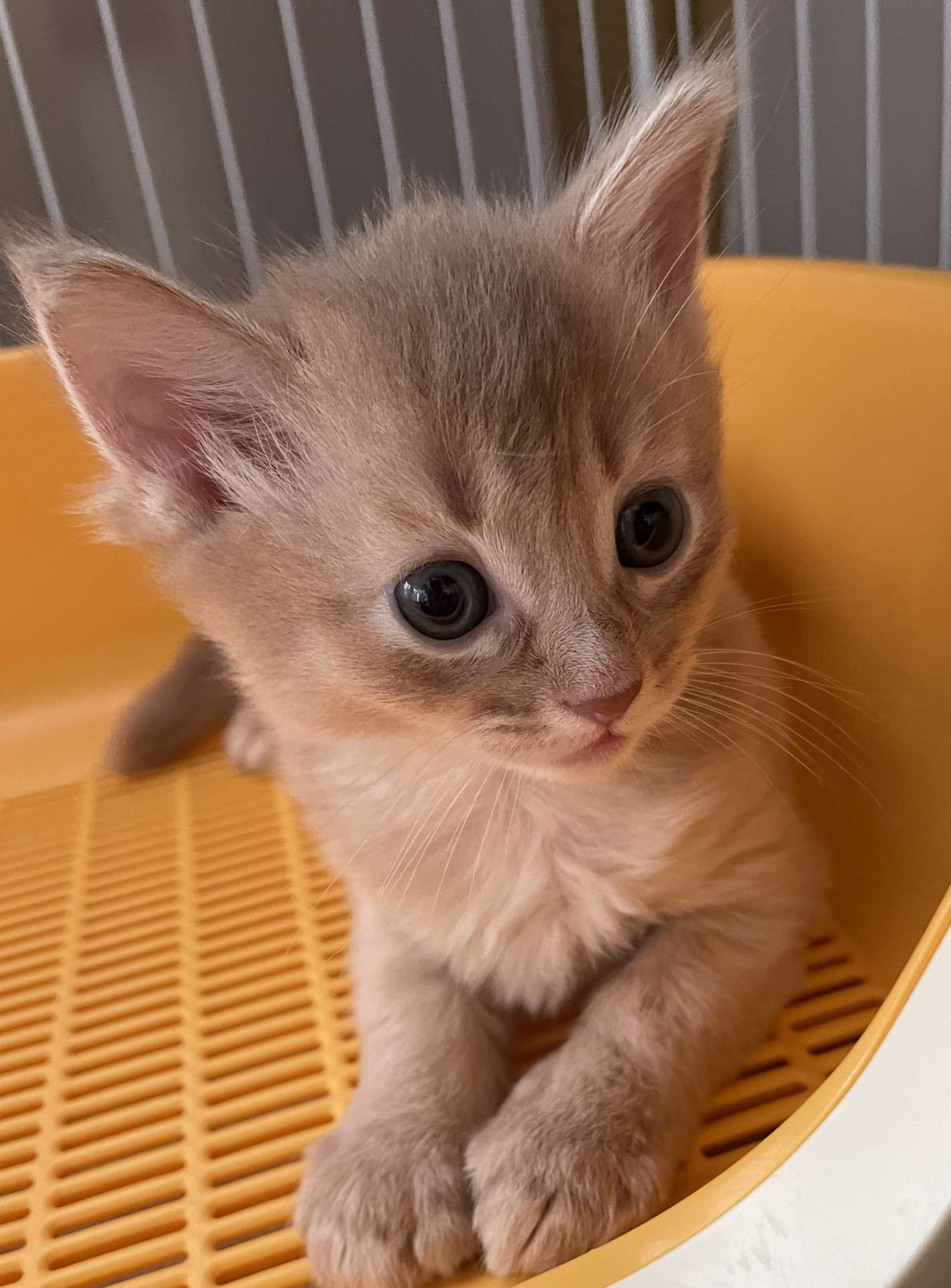 アレキサンドリア♂🥇ご成約🥇エル