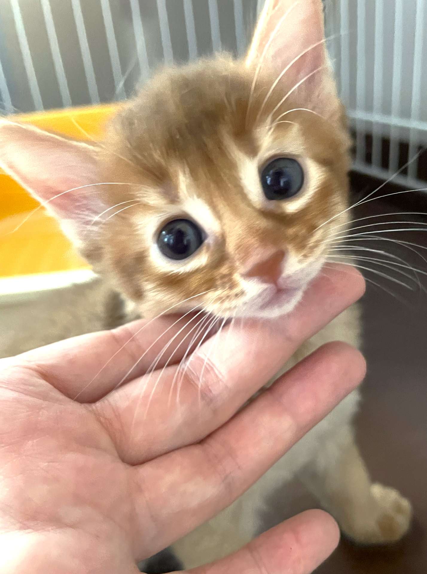 愛称:ロザリオビアンコ ♀